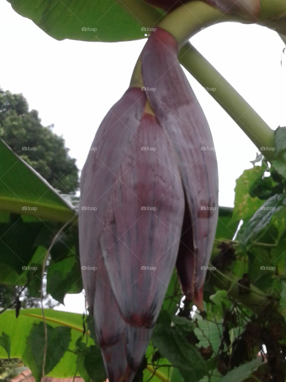 Banana flowering stage