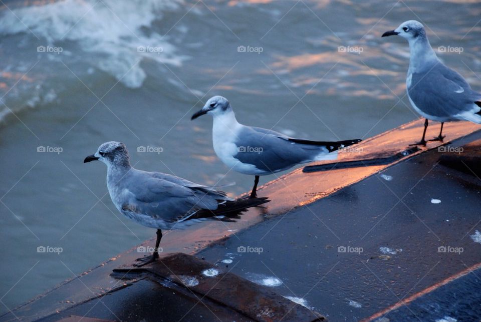 Seagull Rest