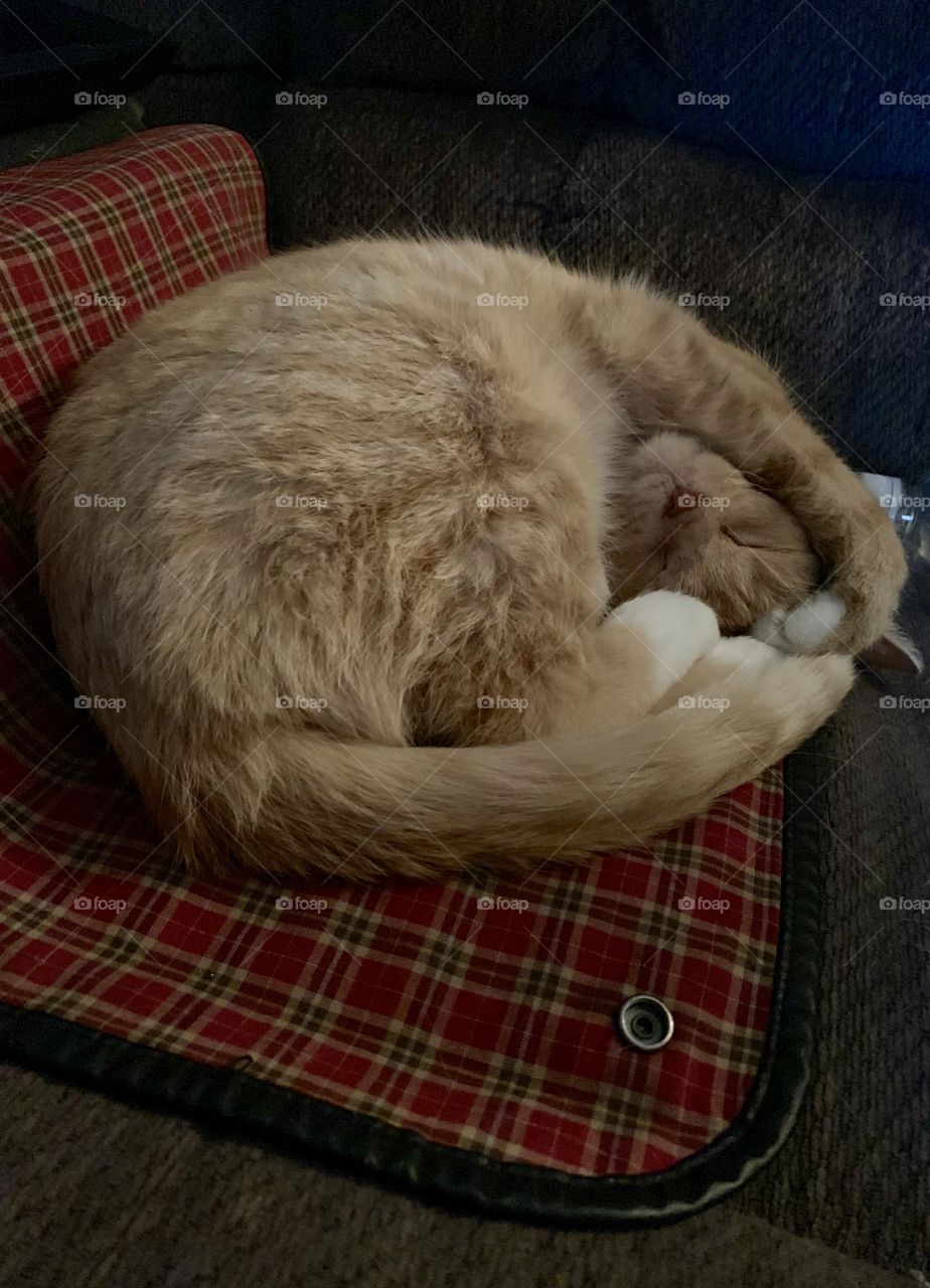 Orange kitty sleeping peacefully on a flannel pattern 