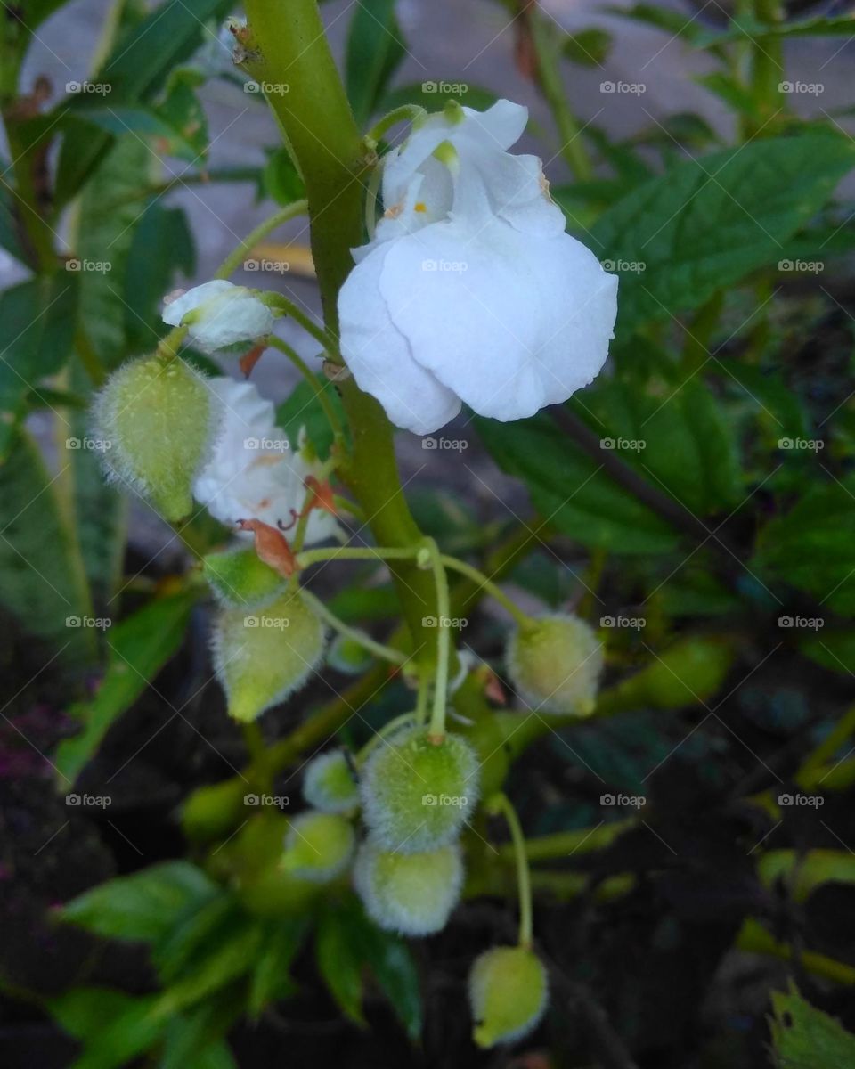 White flower on the garden