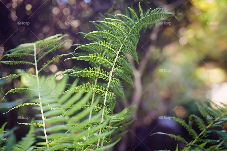 fern