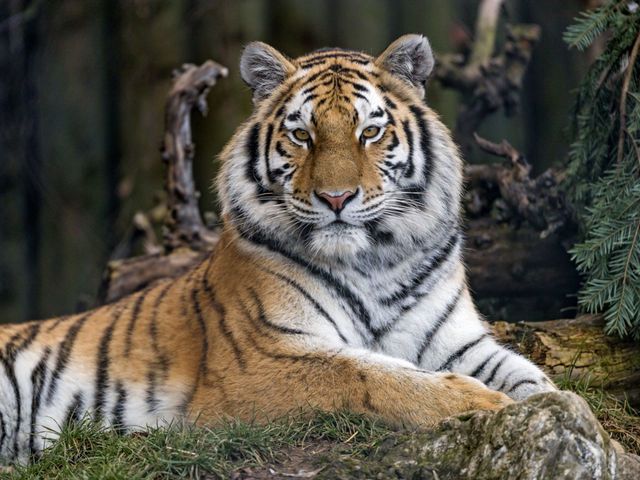 tiger