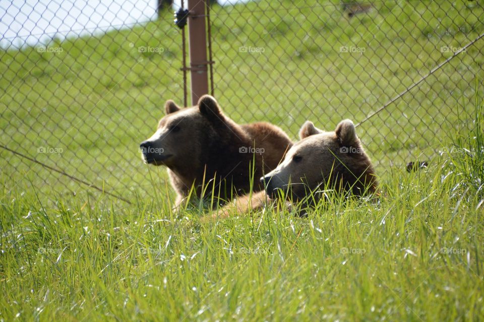 Bears reclining in the grass 