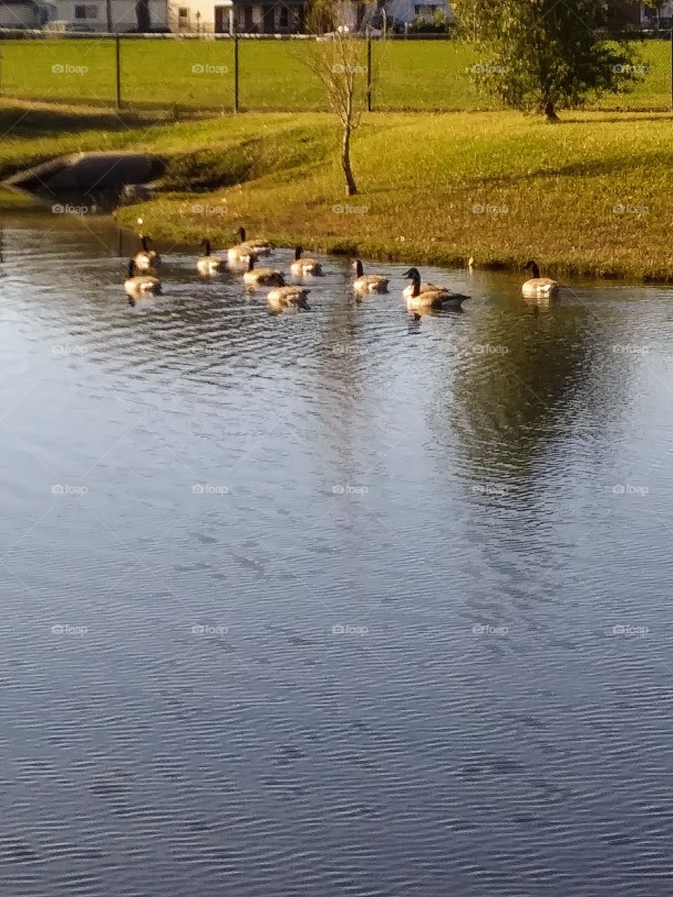 geese in a pond