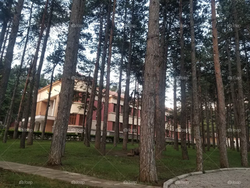 forest