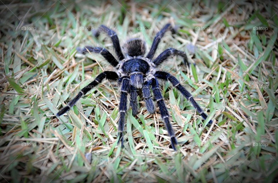 Aranha: viúva negra