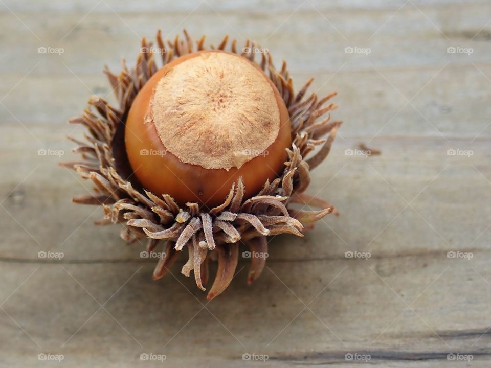 Wild hazelnut chestnuts