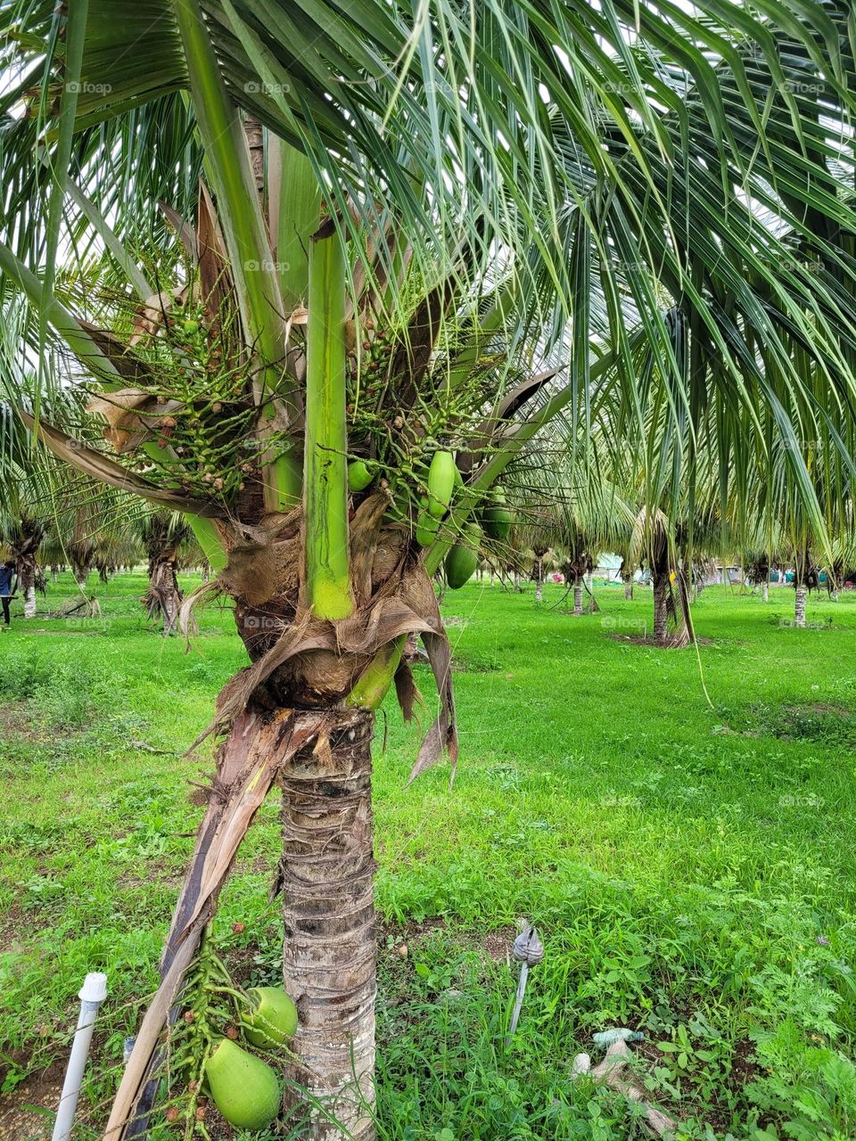 green beauty of tree and fruit