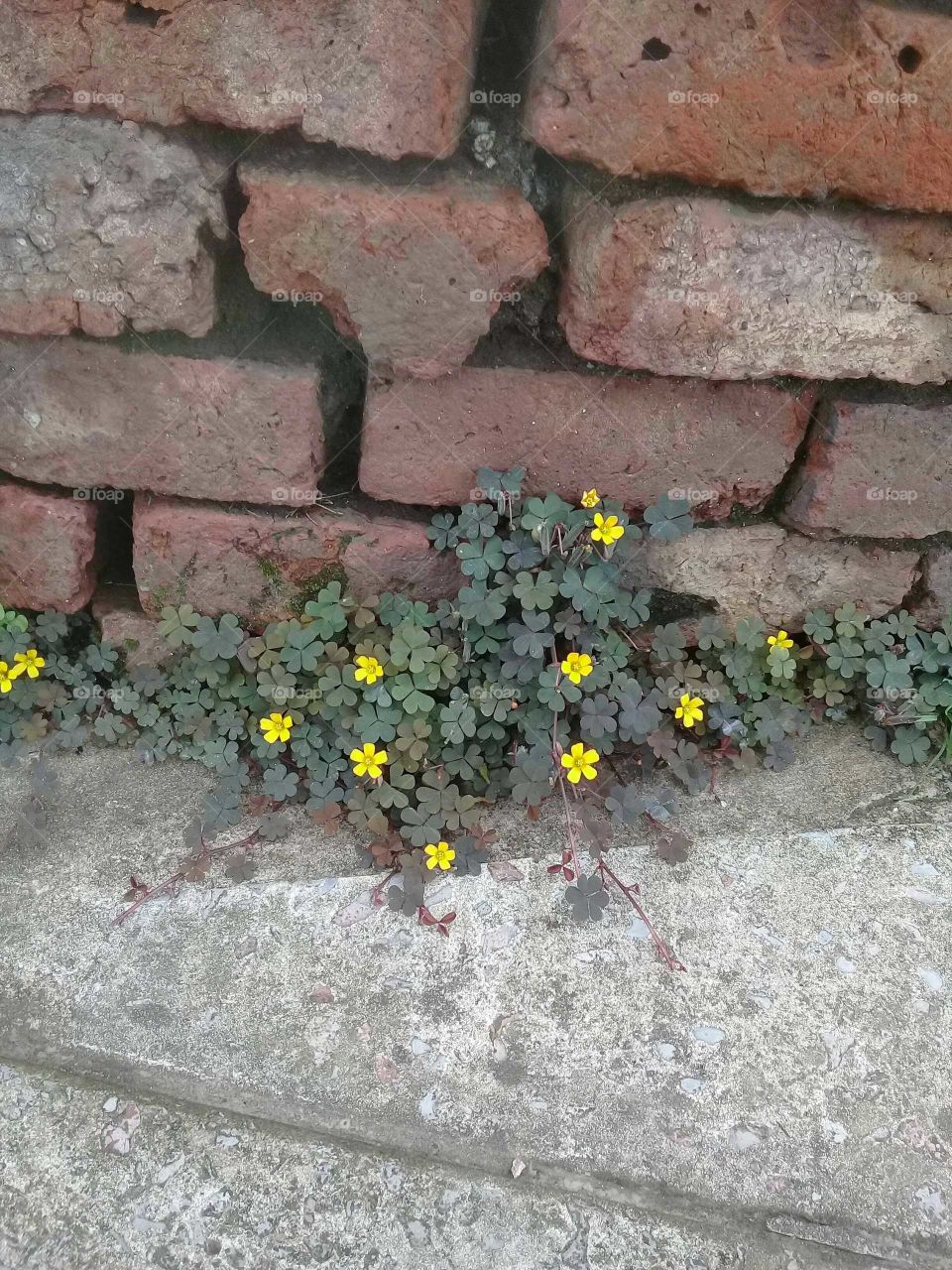hierba silvestre florecida entre pared de ladrillos
