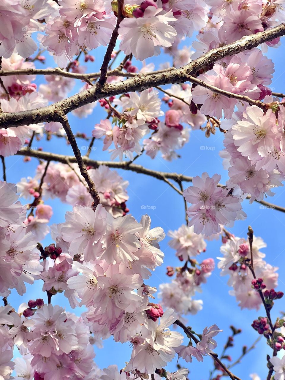 Close up or macro of pink cherry blossom flowers in spring