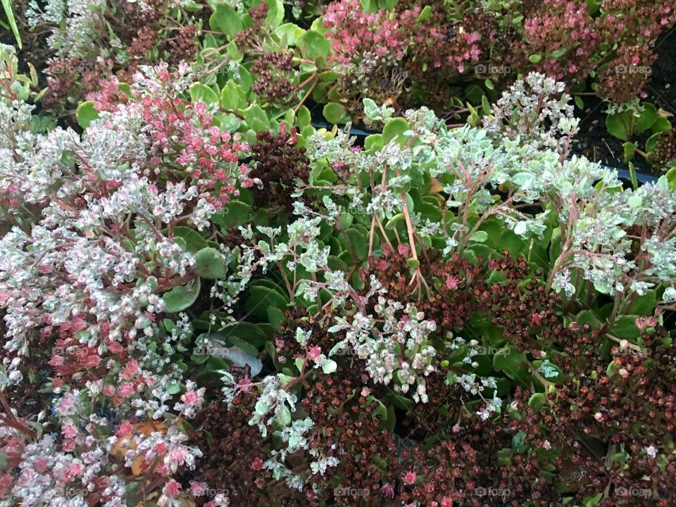 Sedum