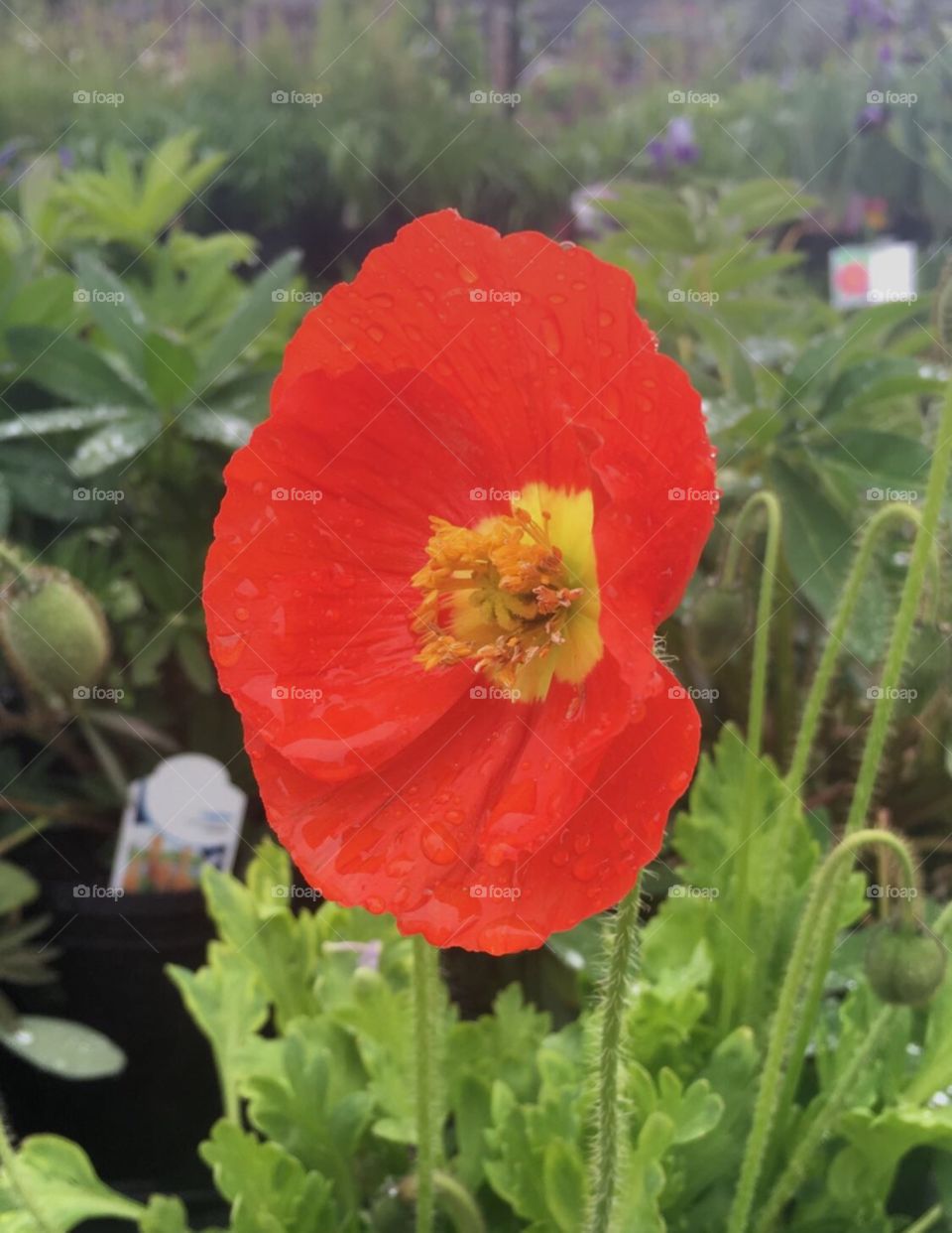 Freshly bloomed red poppy with rainy dewdrops on it and green foliage in background