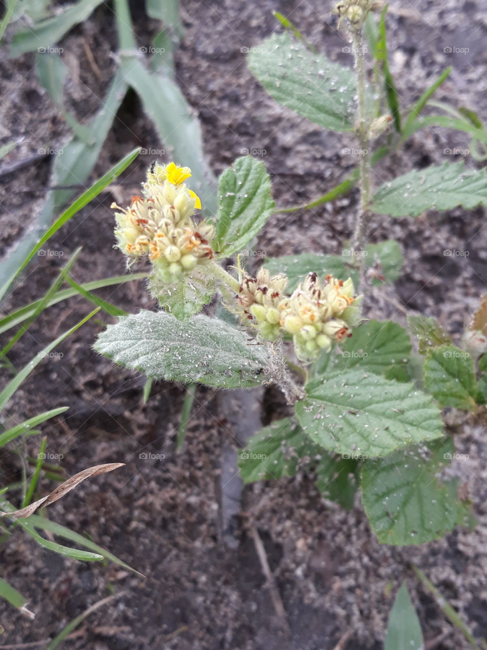 leaves and littlle balls