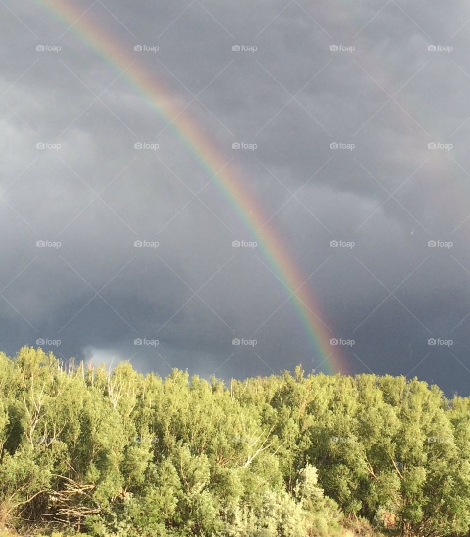 Rainbow over a tree line. It had just rained in the desert and this beautiful rainbow formed.