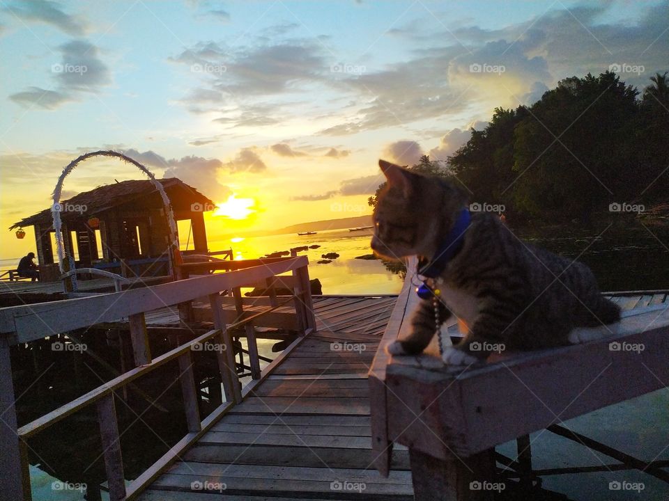 A cat enjoying Sunset..