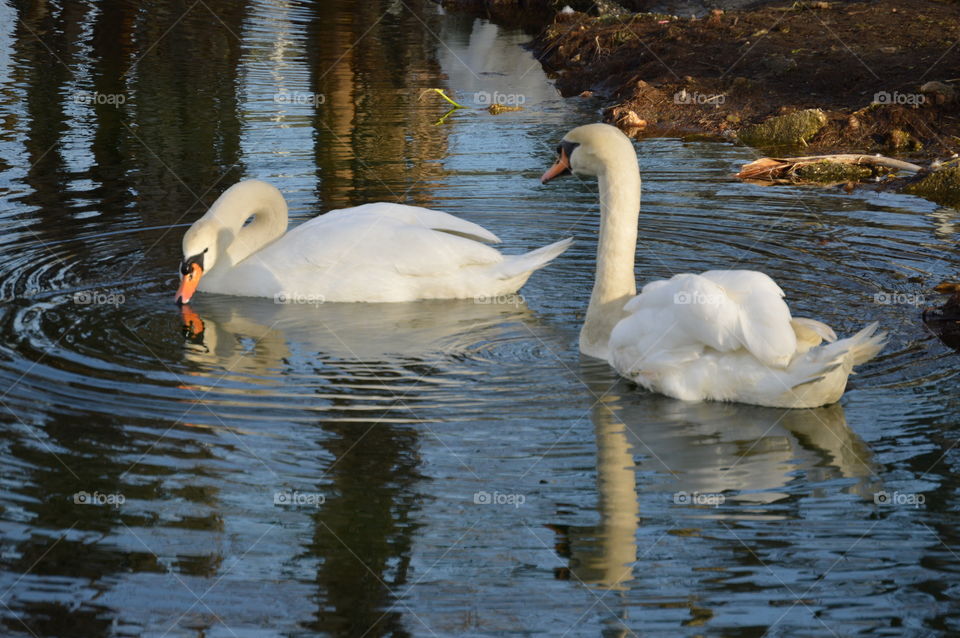 Swans