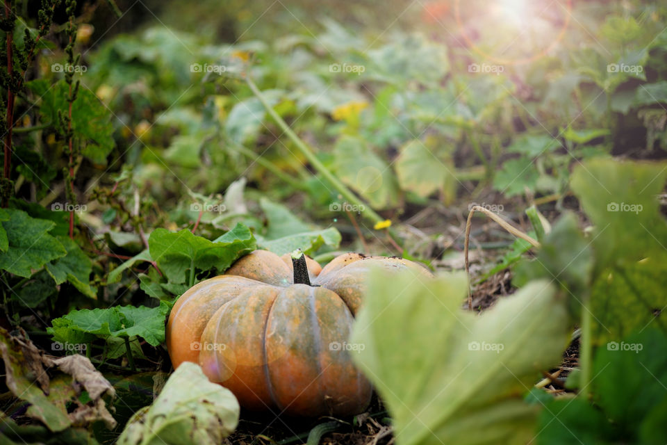 sunlight peeks through the pumpkin patch