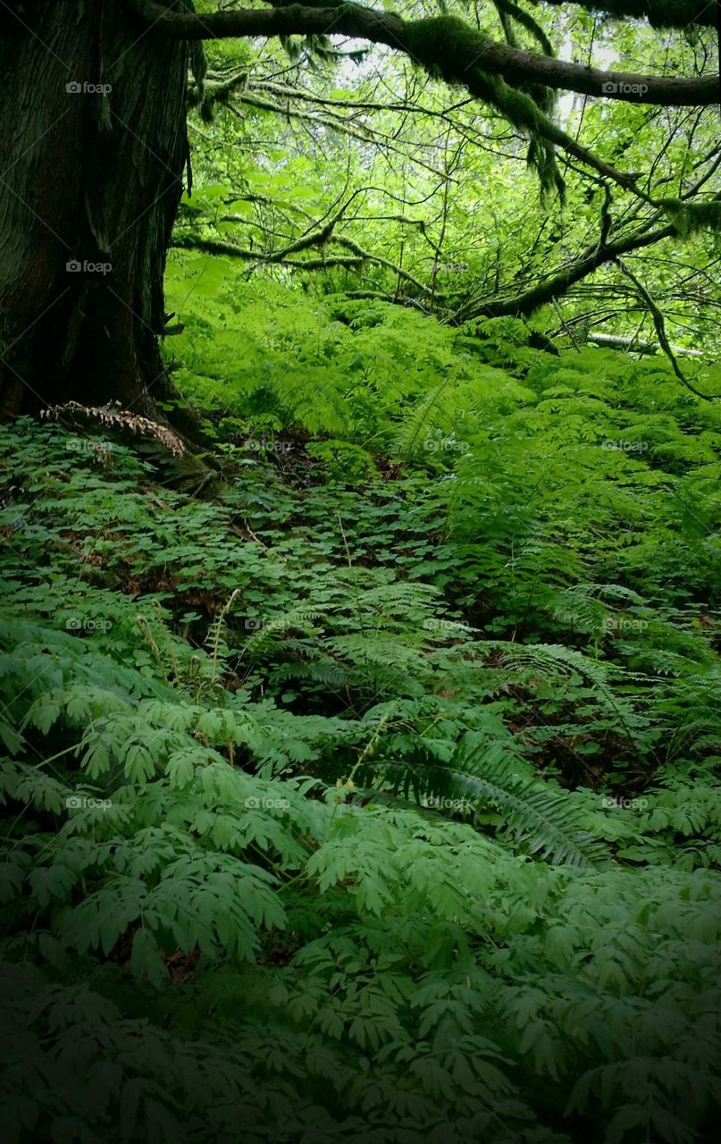 Woodland ferns and clover in a green forest shade