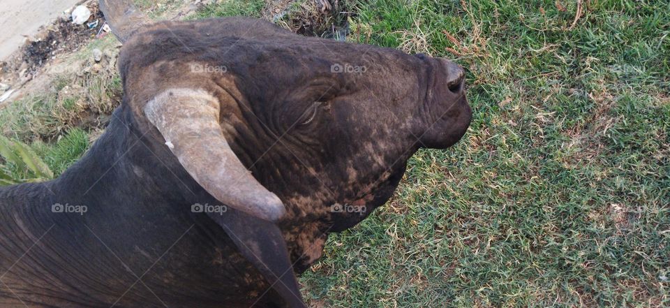 resting time of bull