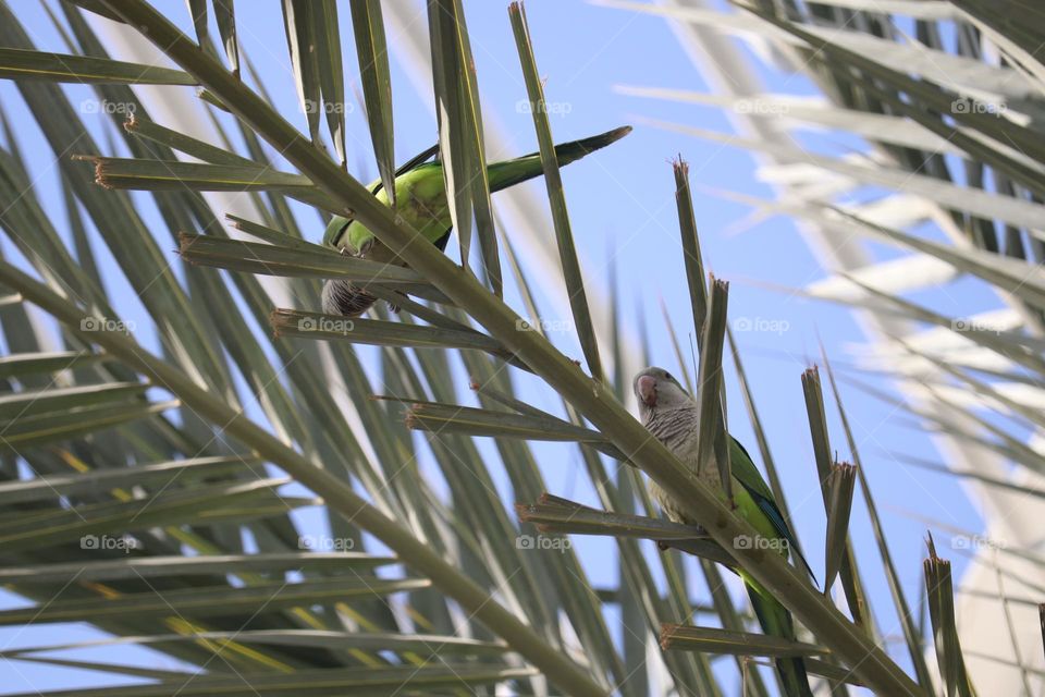 Green parrot at the palm tree