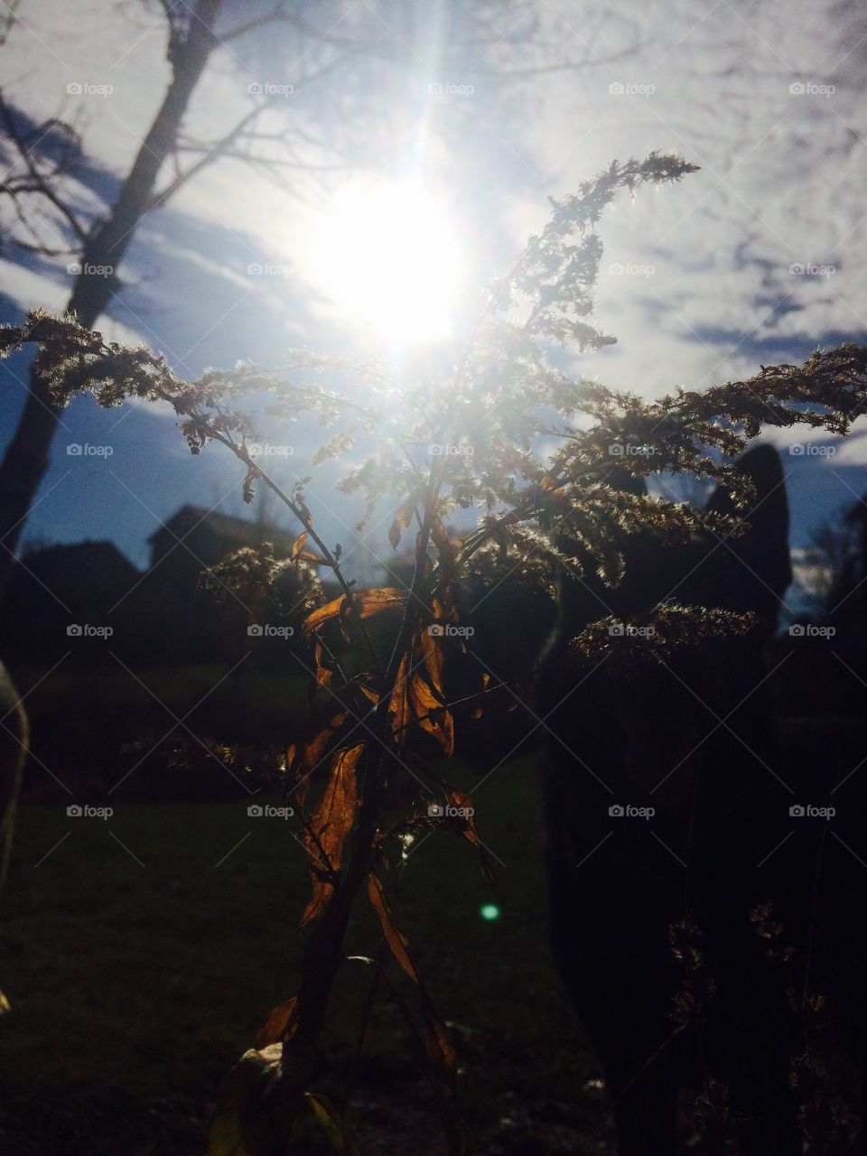 Backlit by afternoon sun