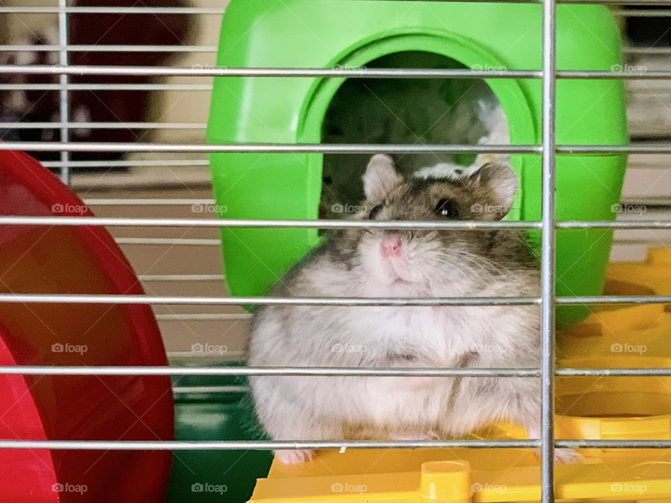 fluffy pet, a hamster in a bright cage