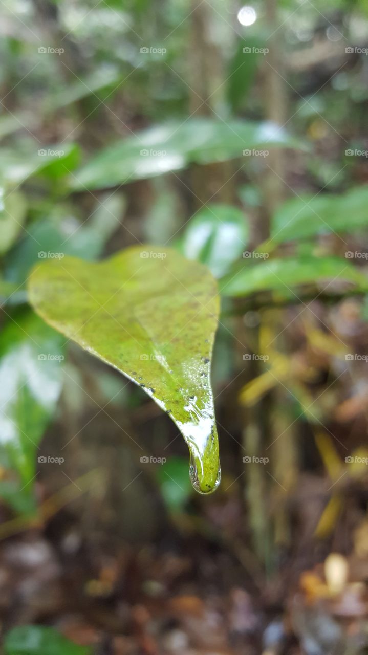 leaf with wet