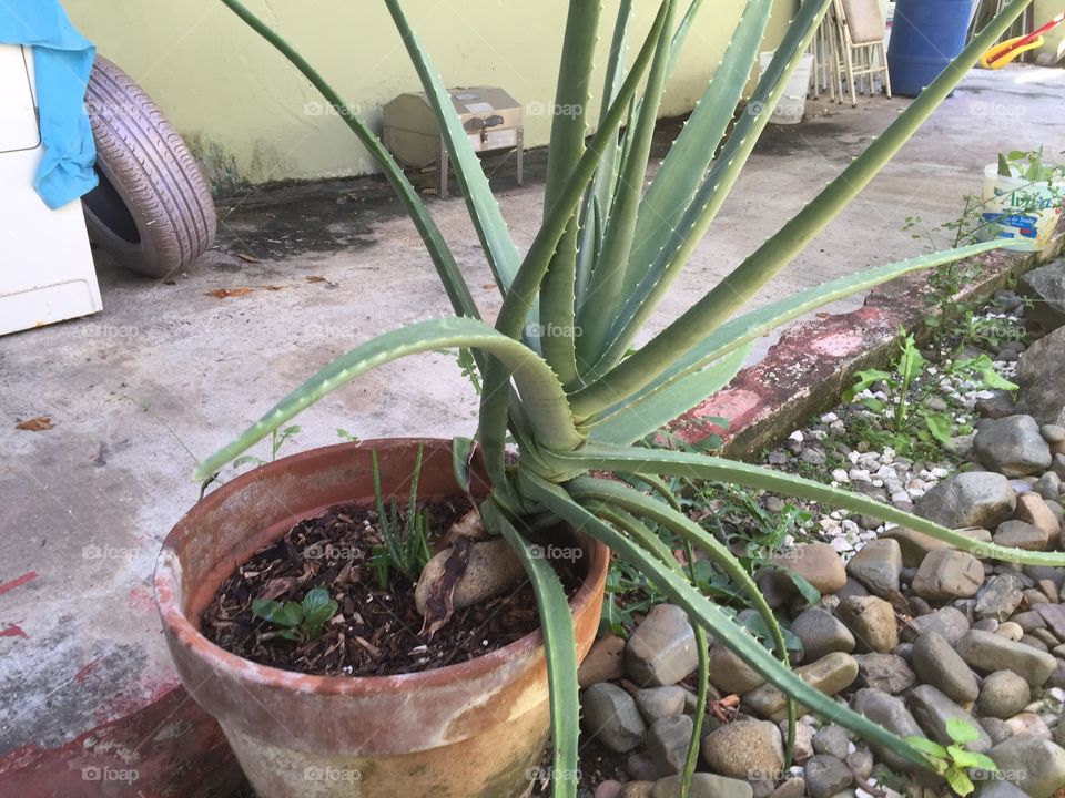 Aloe Vera  . Medicinal plant