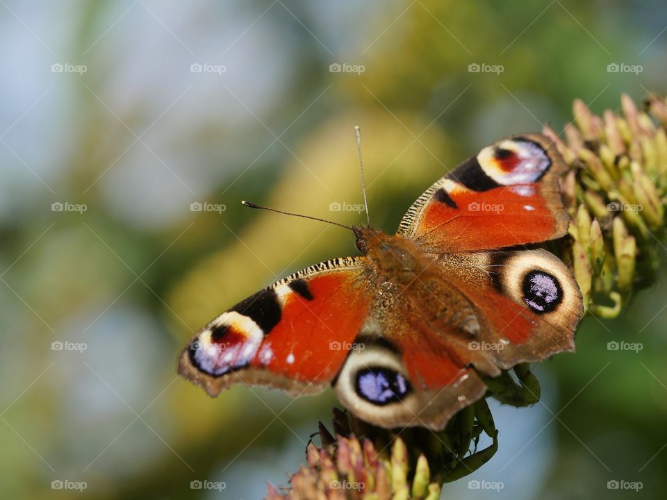 Peacock butterfly pattern of eyespots