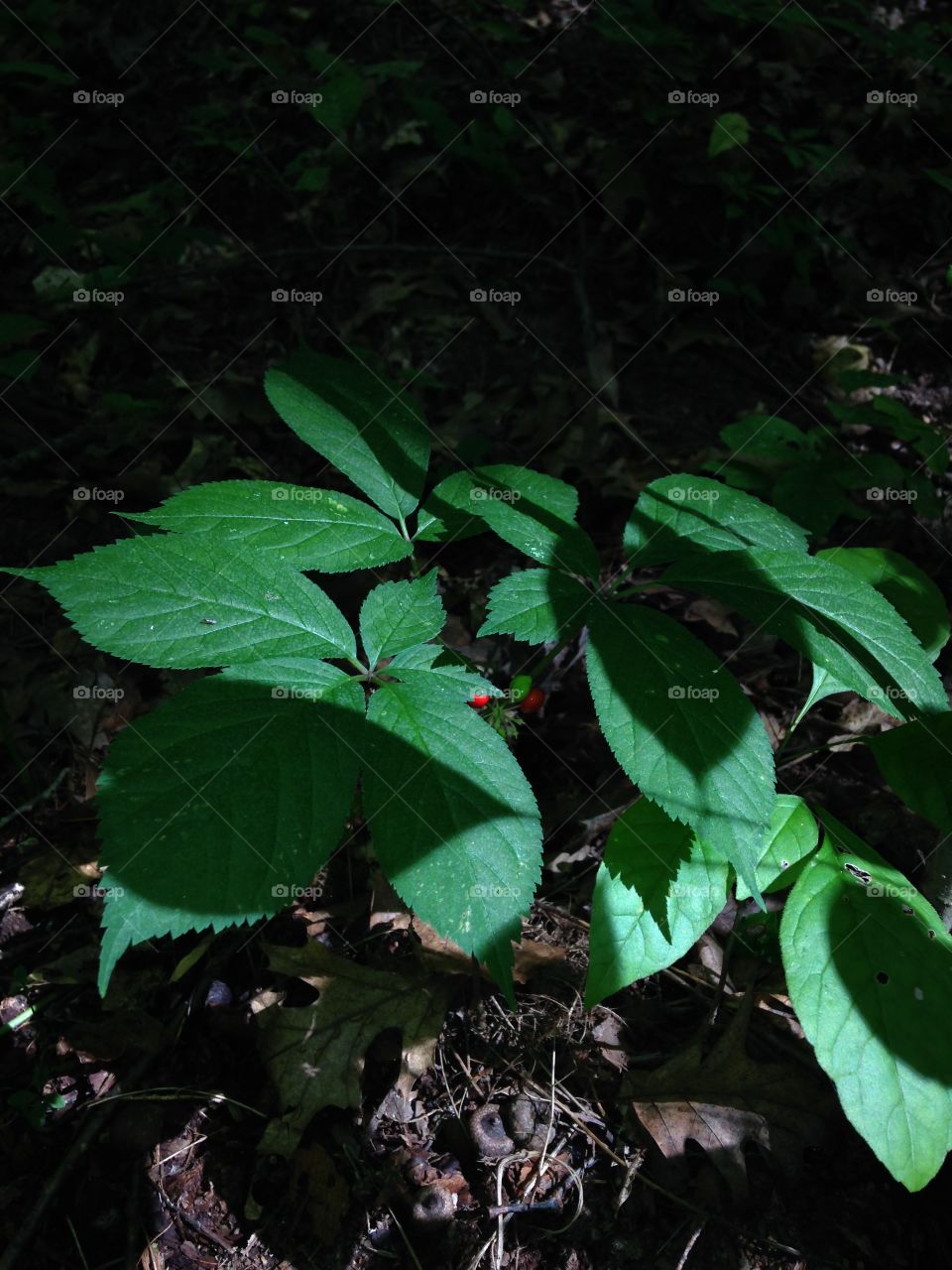 Wild ginseng plant fruiting . Wild ginseng plant fruiting and mature growing in an Indiana Midwestern deciduous forest.