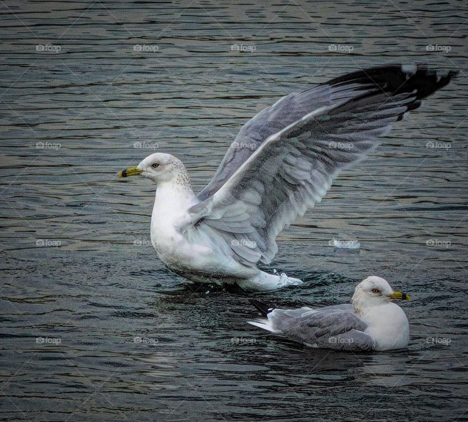 Sea gull wings