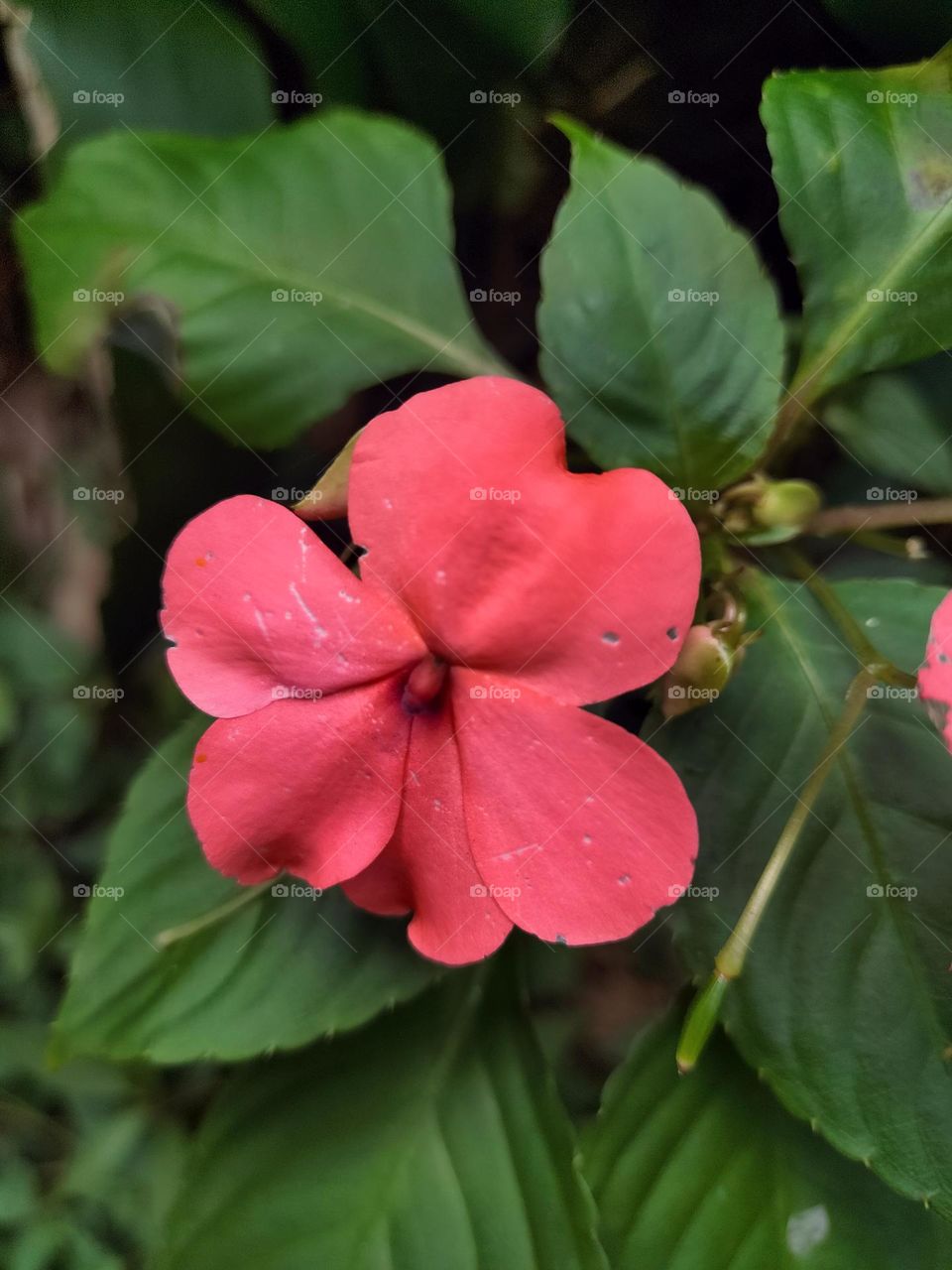 pictures of red flowers found on the side of the road
