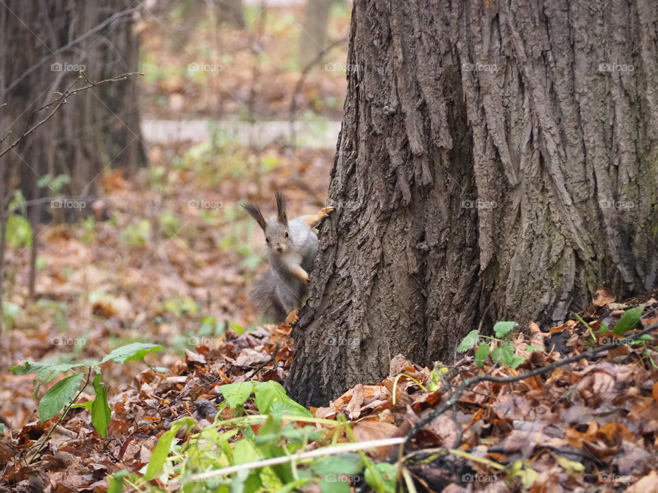 Squirrel in the forest