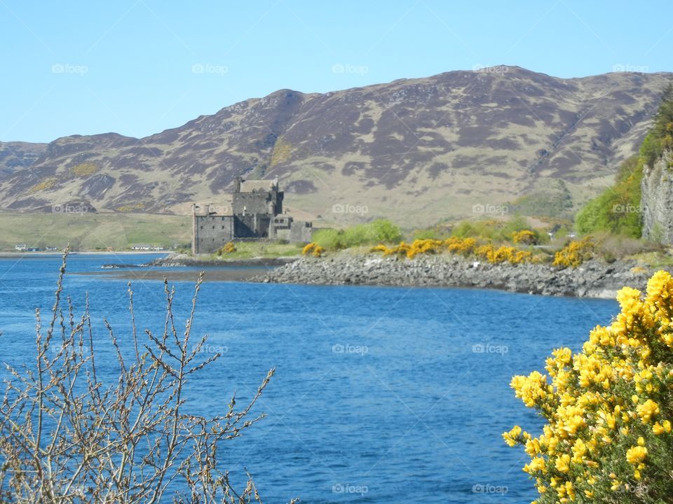 Eilean Donan Castle in flowering broom