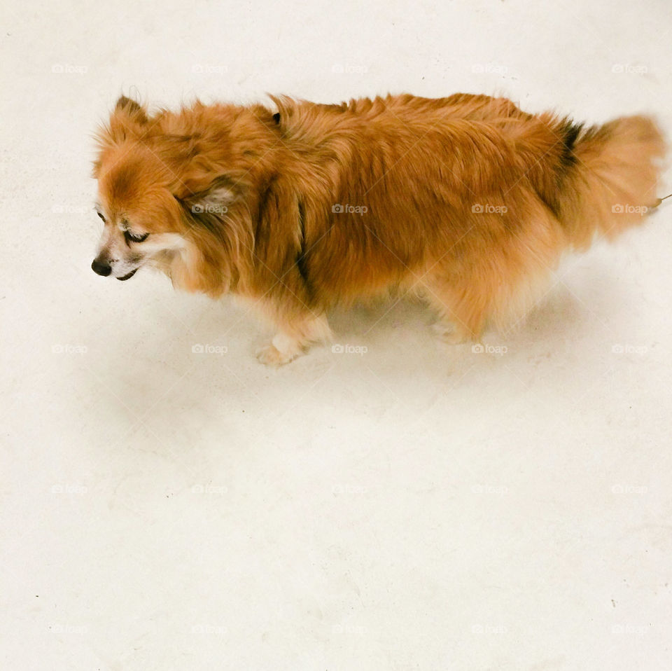 A little red doggy on a white floor