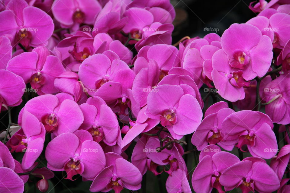 Orchids jungle. Orchids