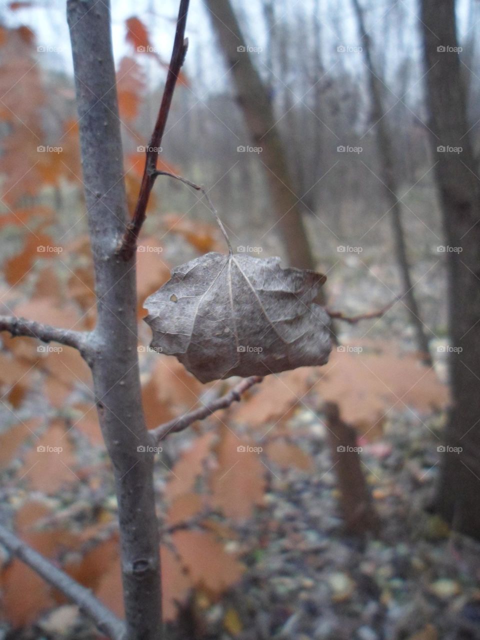 autumn forest