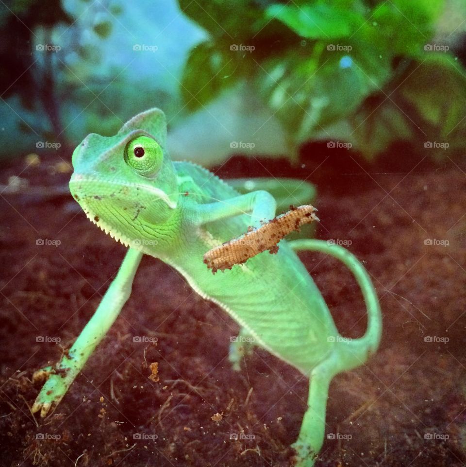 Karma Chameleon . Chameleon 