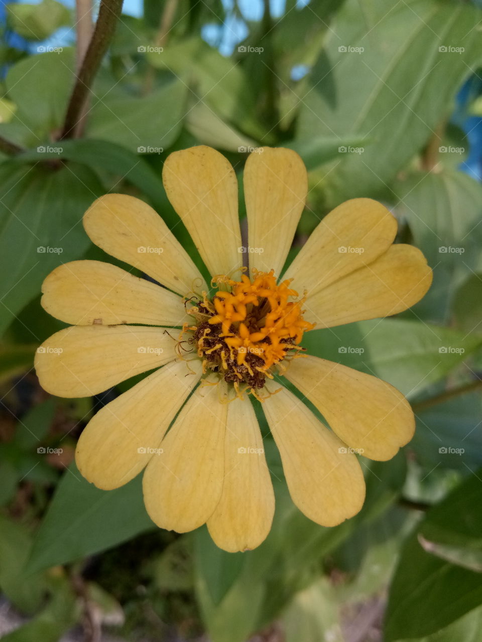 flower
yellow