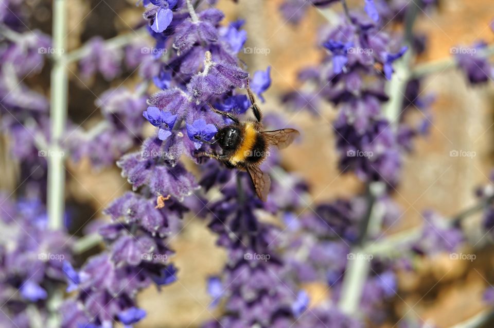 flowers and a bee