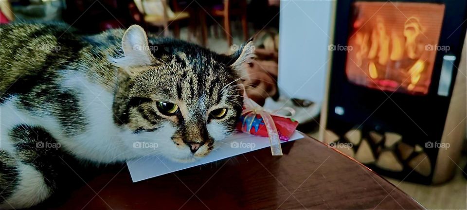 “Roukey”, the tomcat likes to curl up and lie by the fireplace in the living room of the beautiful house in “Bavaria” where it’s nice and warm when it’s cold outside and especially at Christmas time. 2023. Hypnotic Productions