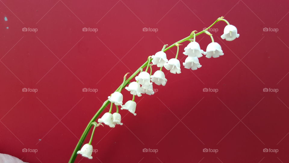 Lily of the valley . Lily of the valley 