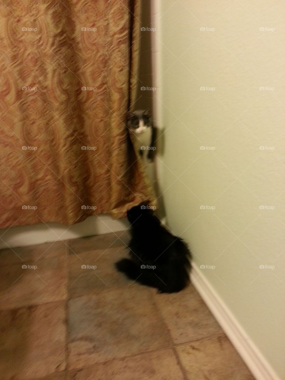 Introducing Dixie Pie