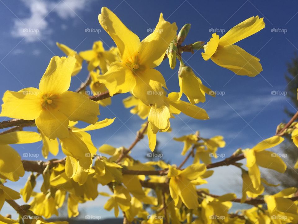 Forsythia bush. Yellow flowers on Forsythia bush