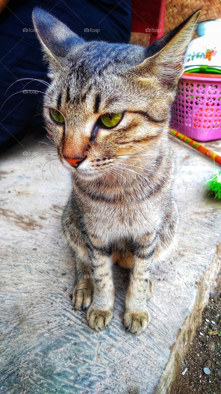 Cute cat sitting on the terrace
