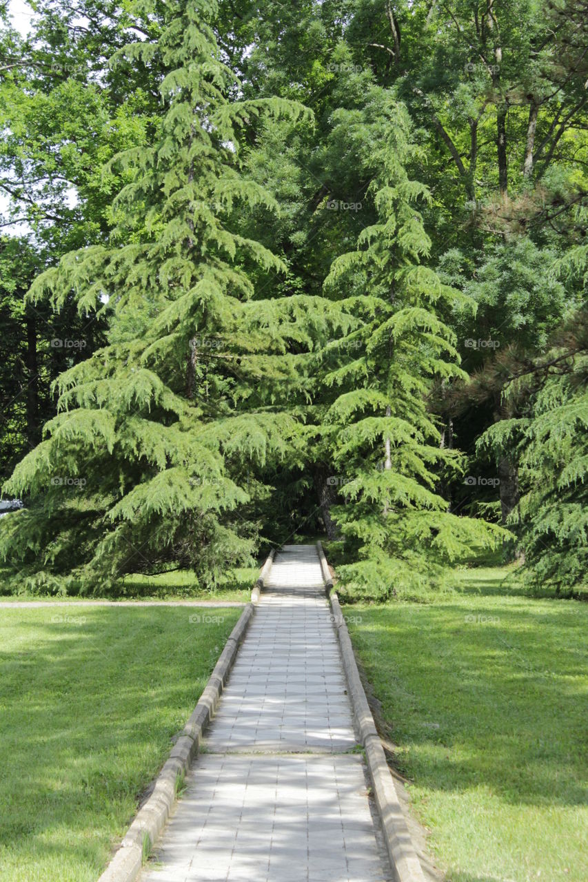 path in the summer park. full of greenery. paint the summer. mighty spruce.