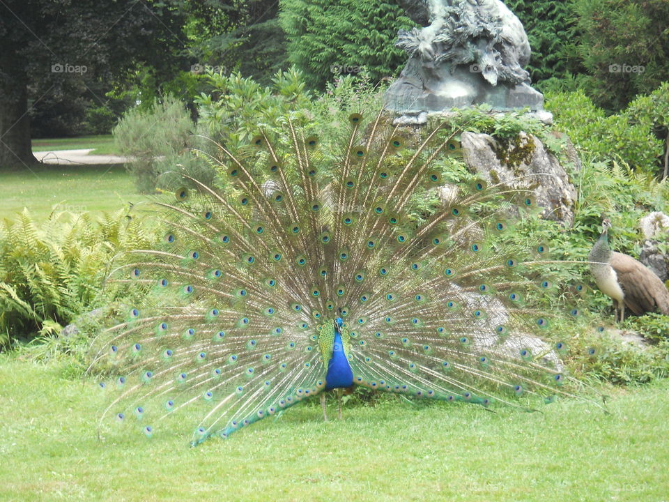 Peacock in a park
