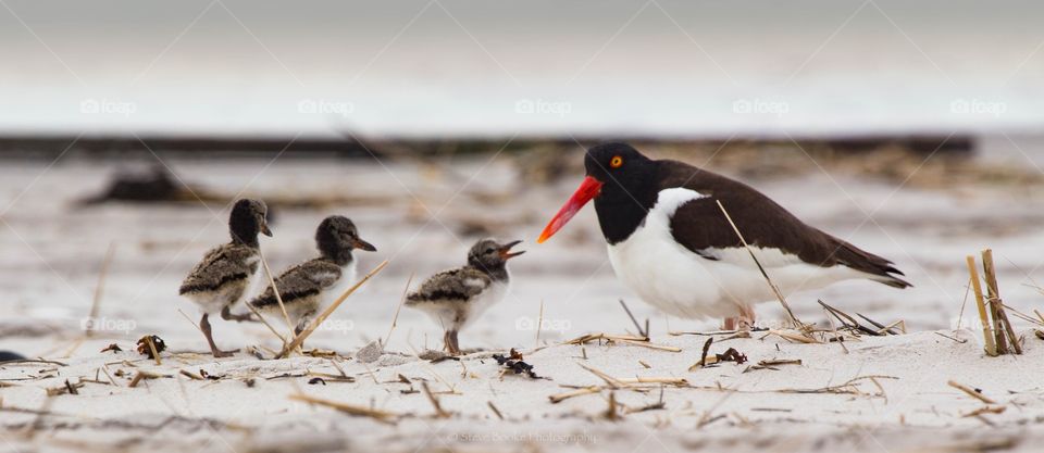 New Oyster Catchers with mom