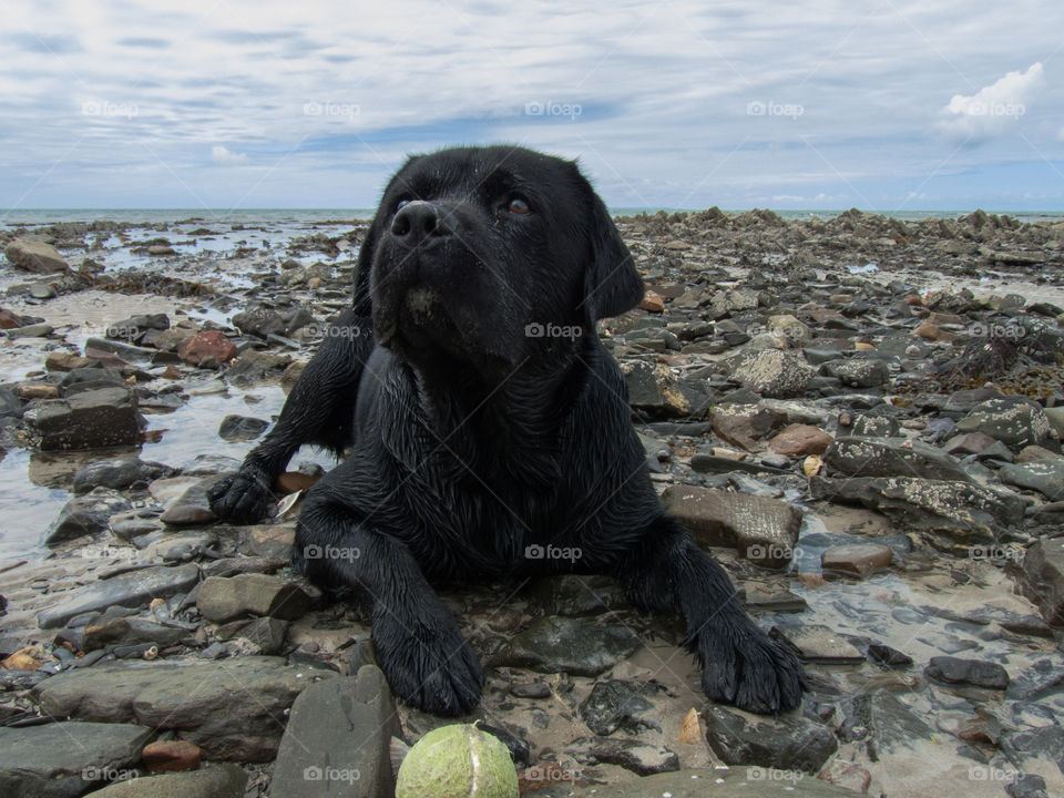 Shot this picture of the dog at the sea