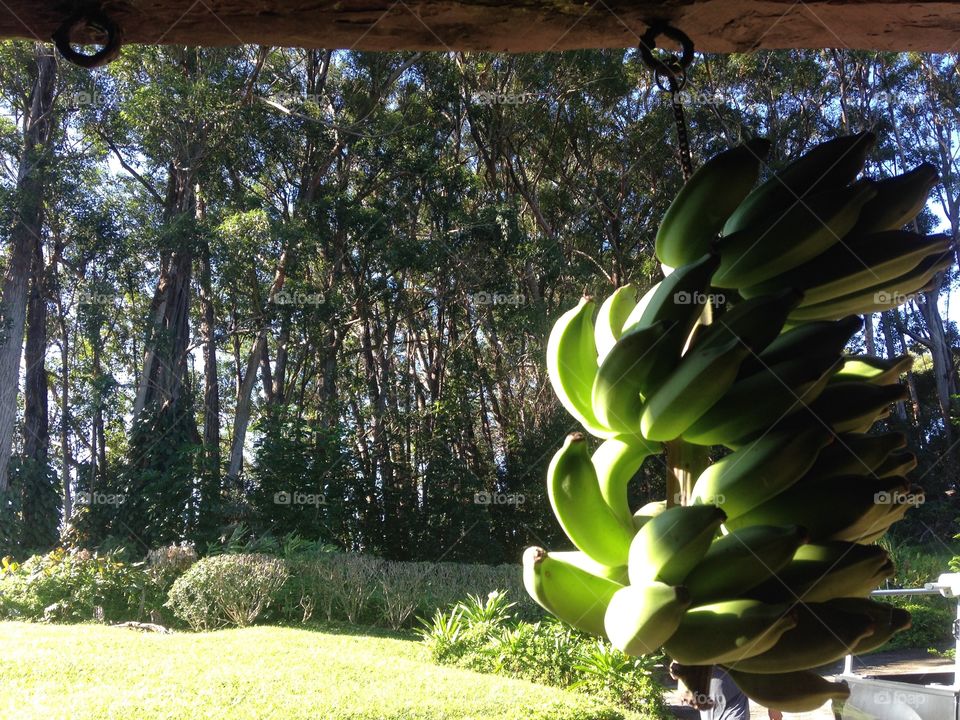 Bananas and view